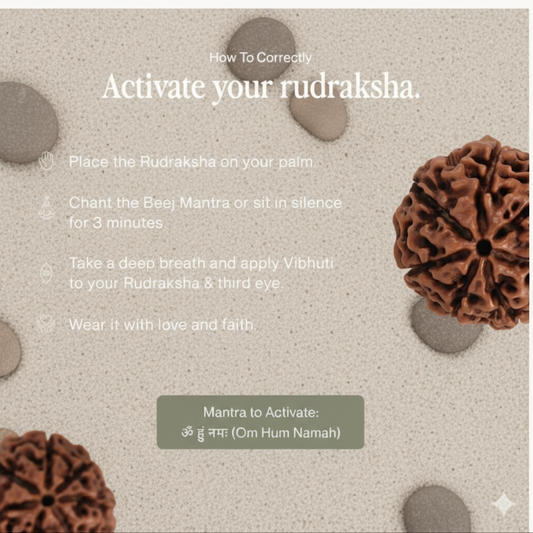 Nepali 7 Mukhi Rudraksha | Money Magnet Powerful Rudraksha