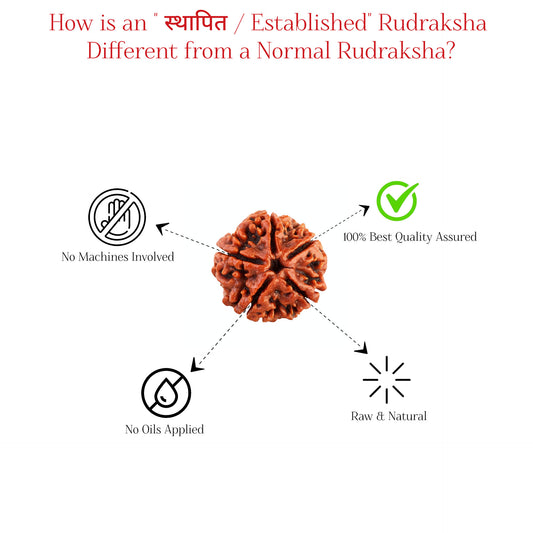 स्थापित / Established 5 Mukhi Rudraksha ( Nepali ) | Blessings without Worry