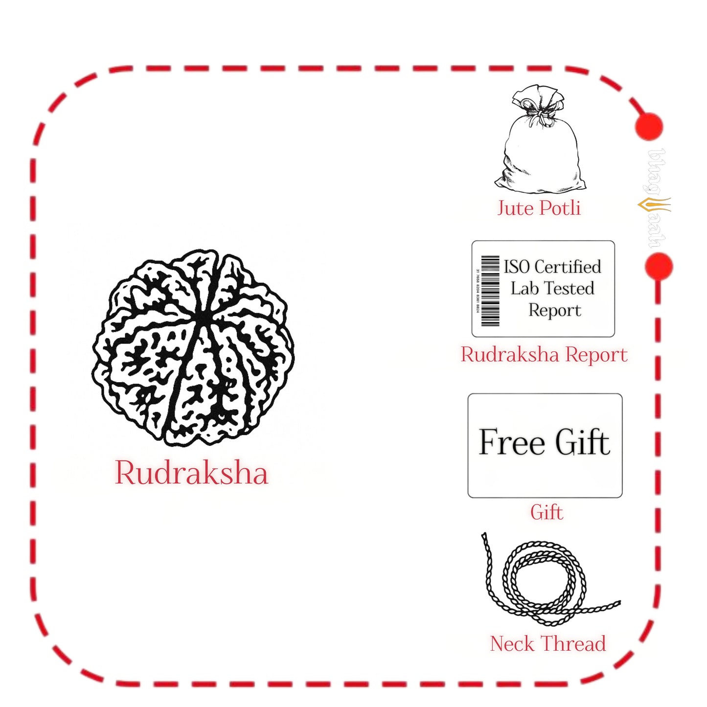 Nepali 7 Mukhi Rudraksha | Included Silver Chain & Rose Petals ( Specially for Couples )