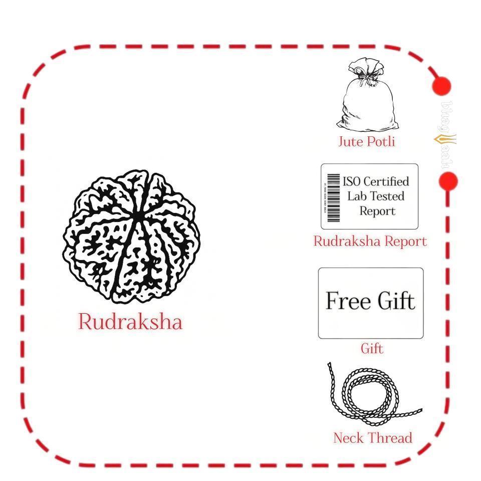 स्थापित / Established 5 Mukhi Rudraksha ( Nepali ) | Blessings without Worry