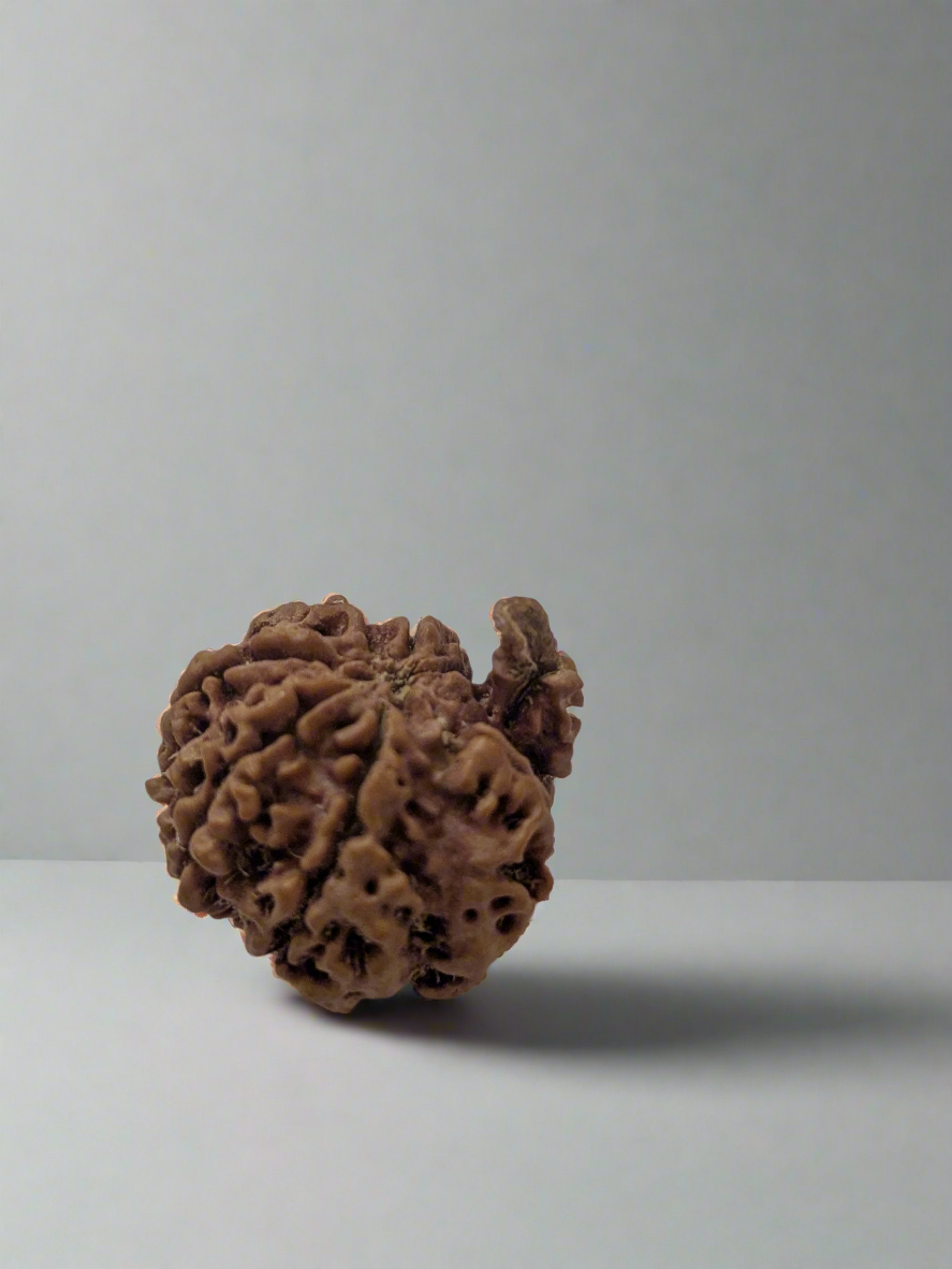 Nepali 7 Mukhi Ganesha Rudraksha | Fortune & Wealth | 22mm+