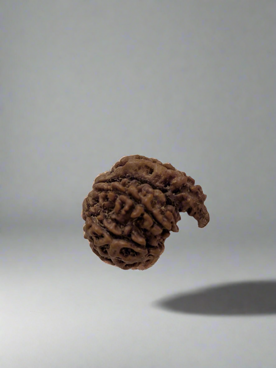 Nepali 5 Mukhi Ganesha Rudraksha | Fortune & Prosperity | 22mm+