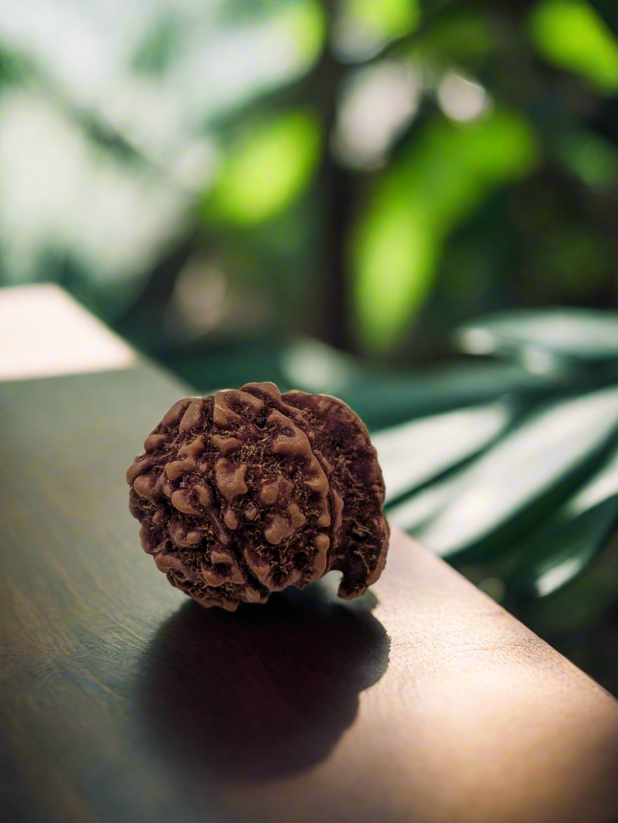Nepali 5 Mukhi Ganesha Rudraksha | Fortune & Prosperity | 22mm+