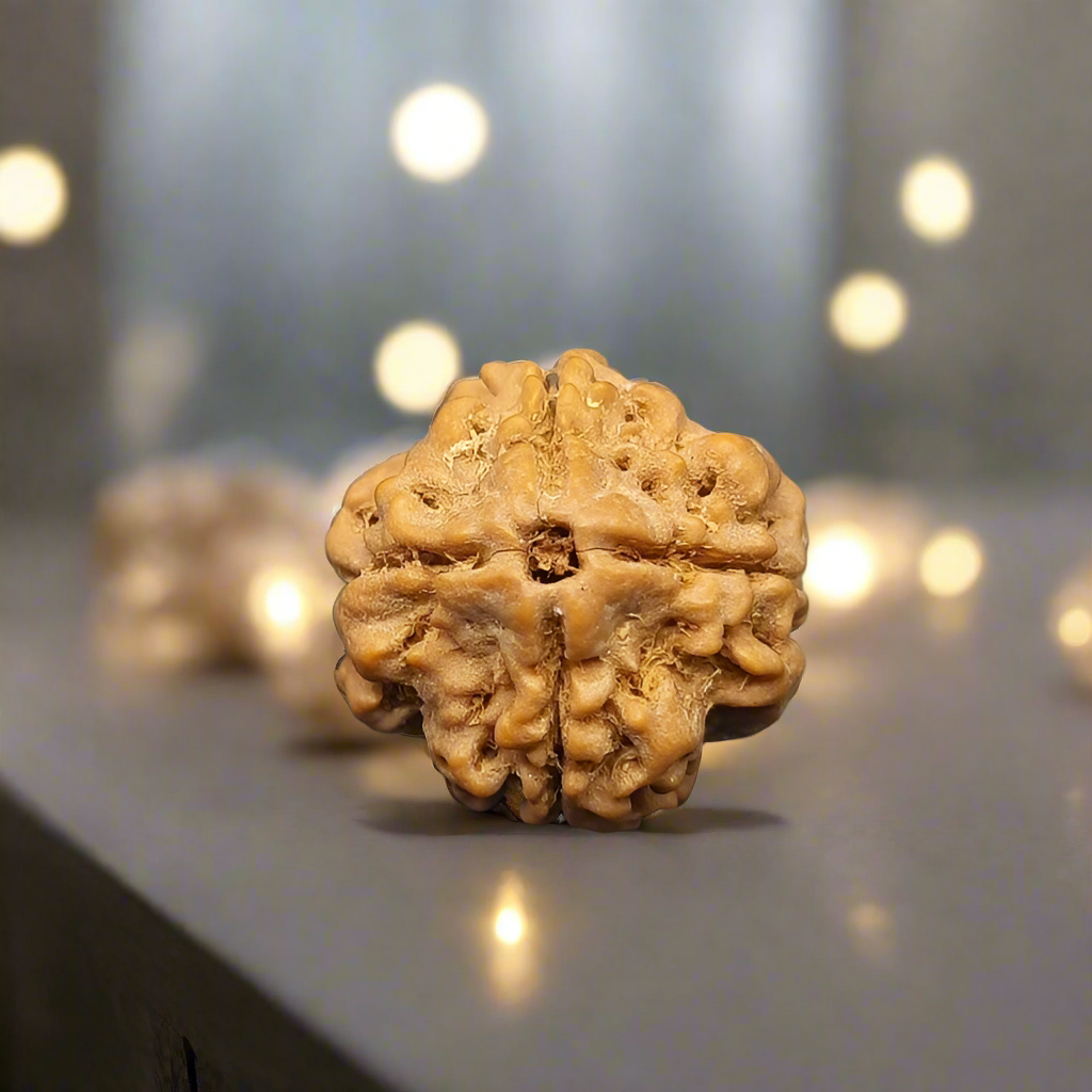 4 मुखी रुद्राक्ष | ज्ञान एवं एकाग्रता