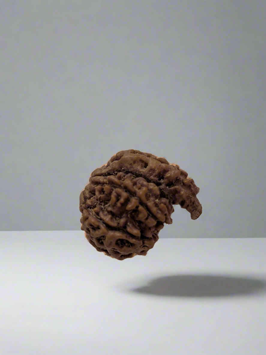 Nepali 6 Mukhi Ganesha Rudraksha | Charm & Prosperity | 25mm+