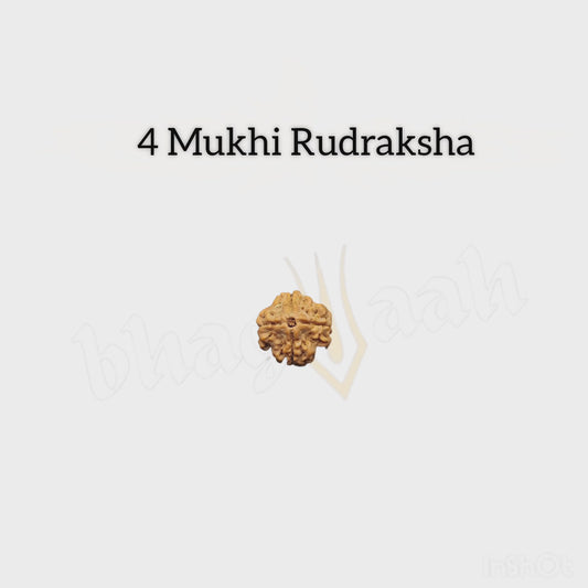 Nepali 4 Mukhi Rudraksha |  Knowledge & Concentration