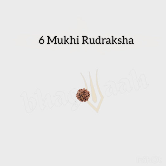 Nepali 6 Mukhi Rudraksha | Creativity & Love Life