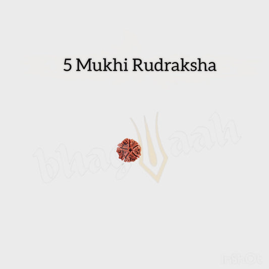 Nepali 5 Mukhi Rudraksha | Peace & Prosperity