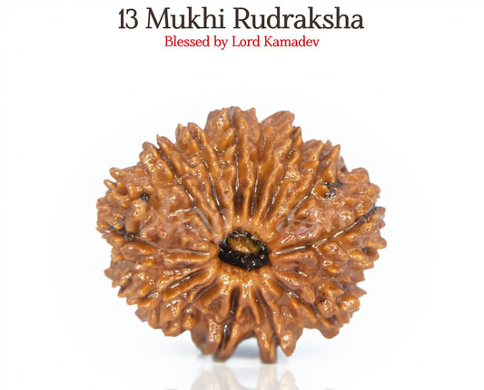 13 मुखी रुद्राक्ष 💖 13 मुखी रुद्राक्ष के साथ अपनी रचनात्मकता और प्रेम को प्रज्वलित करें! 🌟