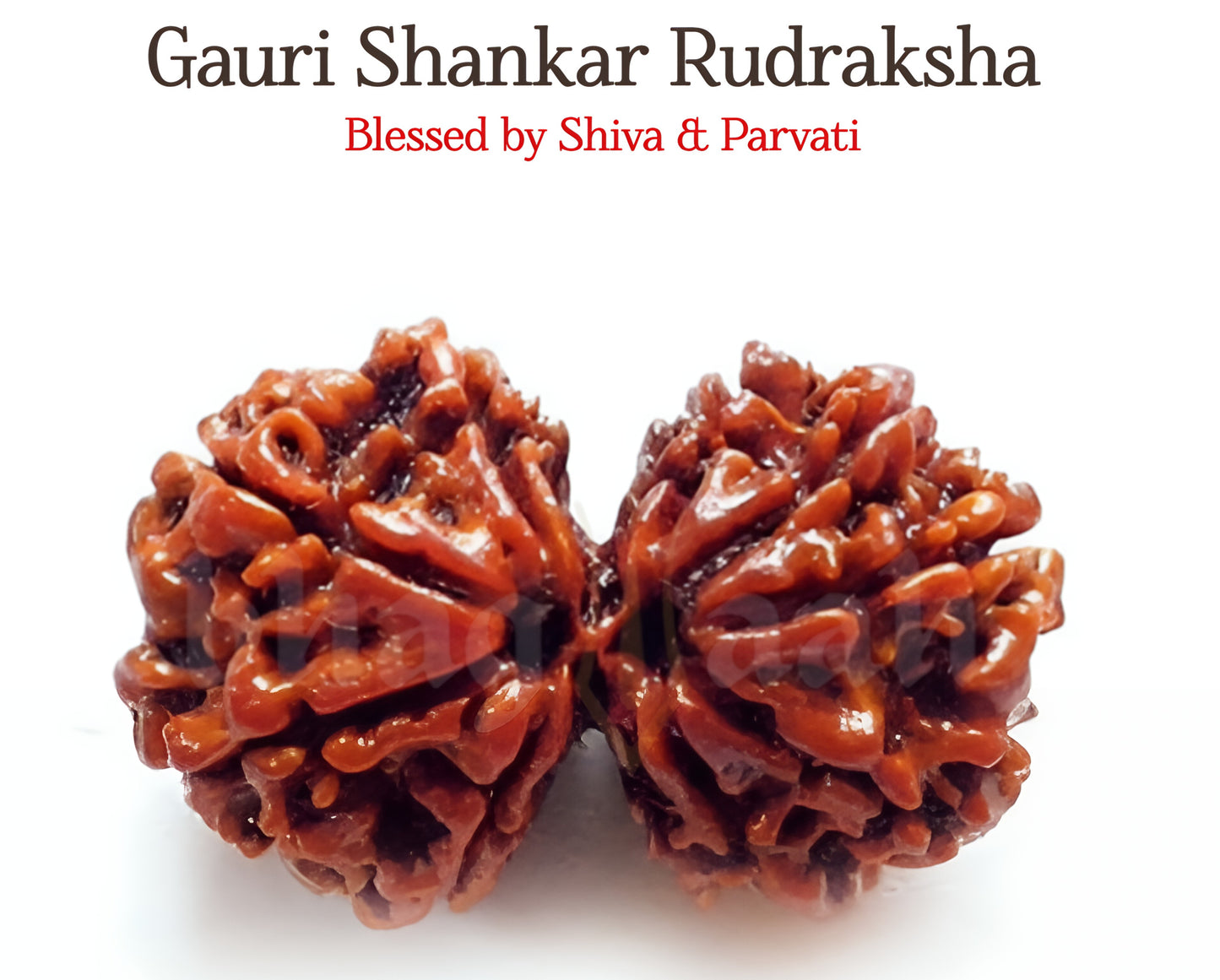 Nepali Gauri Shankar Rudraksha | Union of Divine Energies