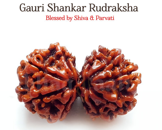 Nepali Gauri Shankar Rudraksha | Union of Divine Energies