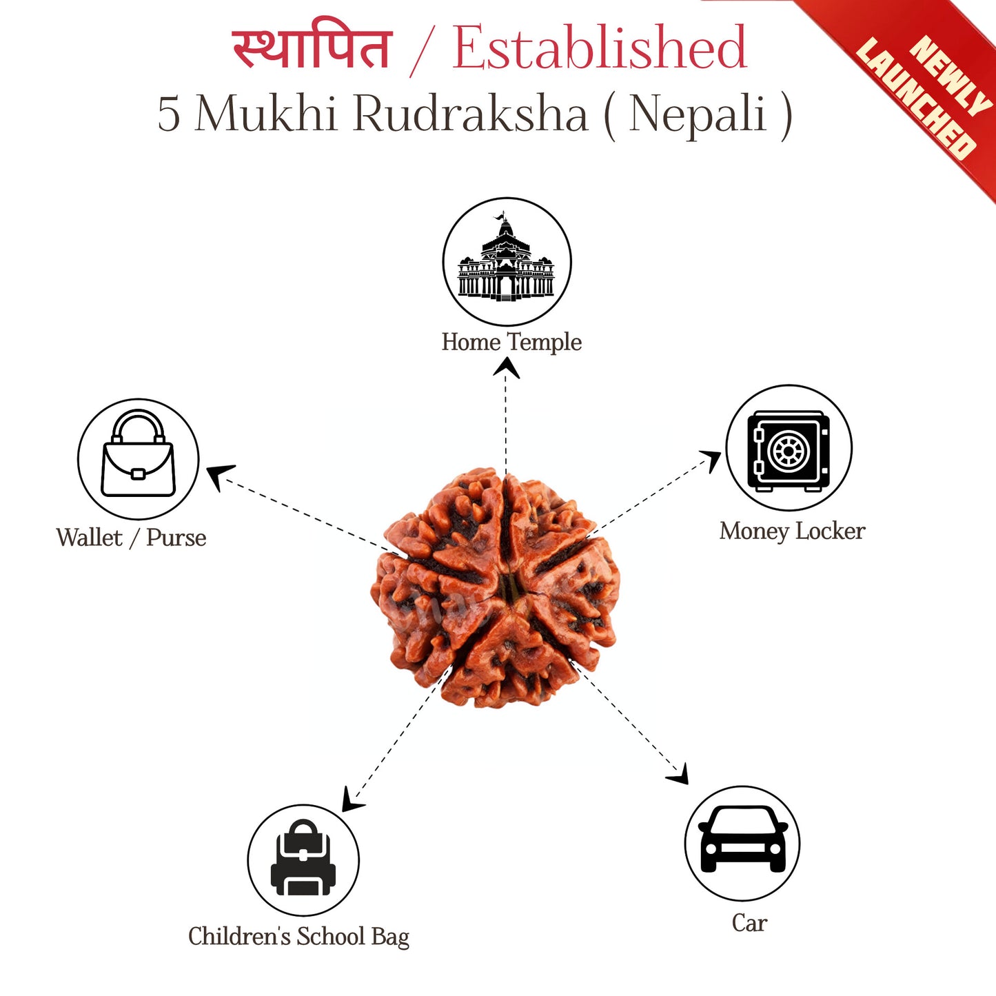 स्थापित / Established 5 Mukhi Rudraksha ( Nepali ) | Blessings without Worry