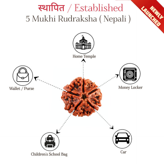 स्थापित / Established 5 Mukhi Rudraksha ( Nepali ) | Blessings without Worry