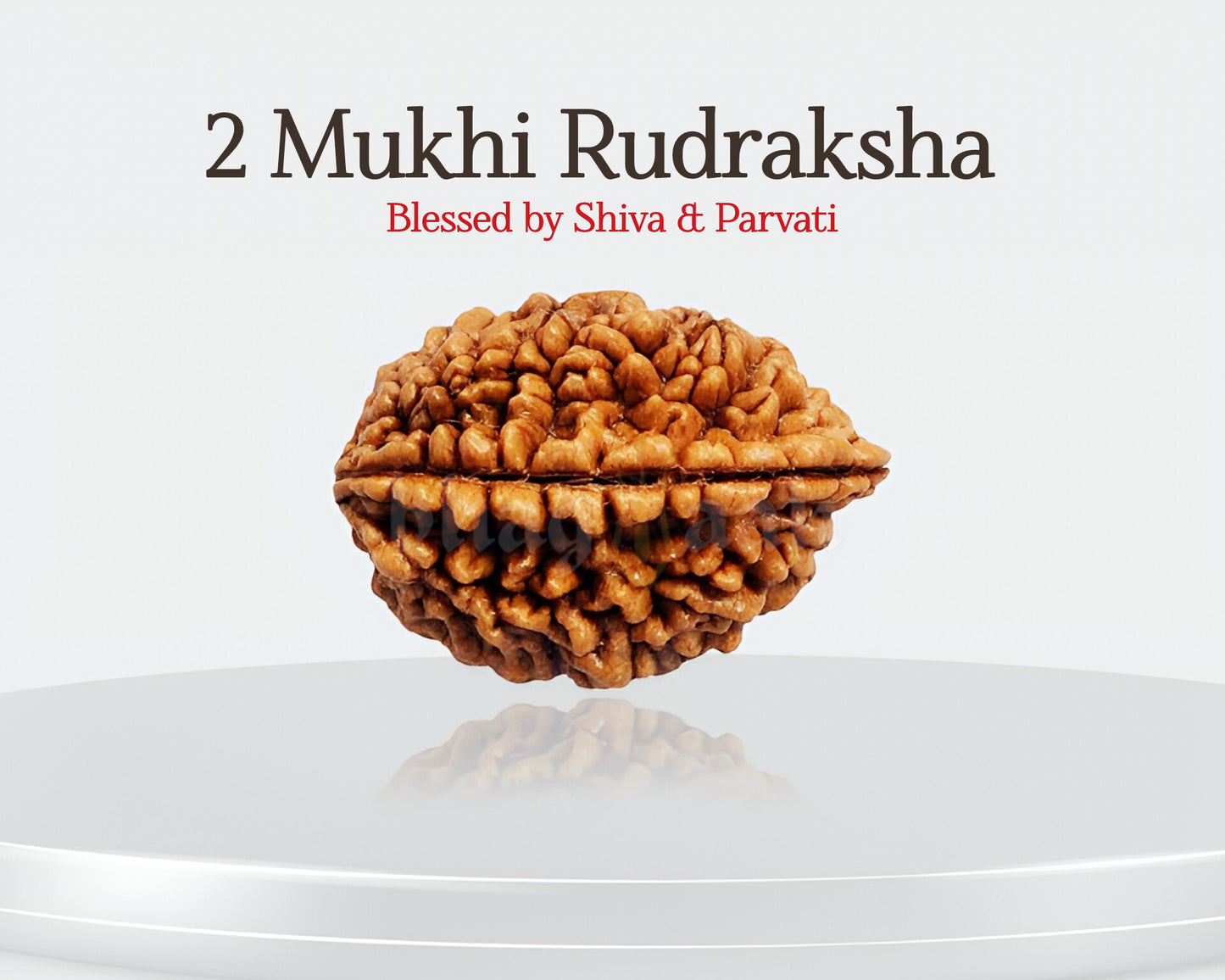 2 मुखी रुद्राक्ष 🌈 अपने रिश्तों में सामंजस्य स्थापित करें और शांति को अपनाएं