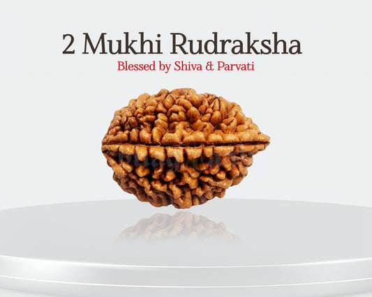 2 मुखी रुद्राक्ष 🌈 अपने रिश्तों में सामंजस्य स्थापित करें और शांति को अपनाएं