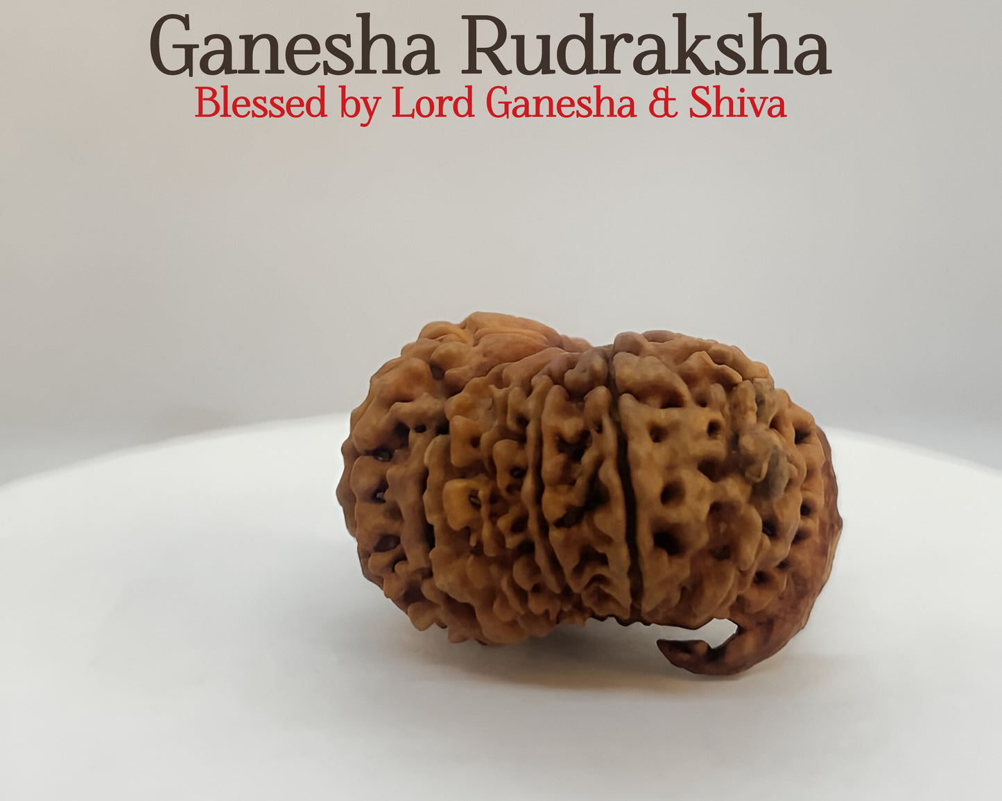Nepali 6 Mukhi Ganesha Rudraksha | Charm & Prosperity | 25mm+