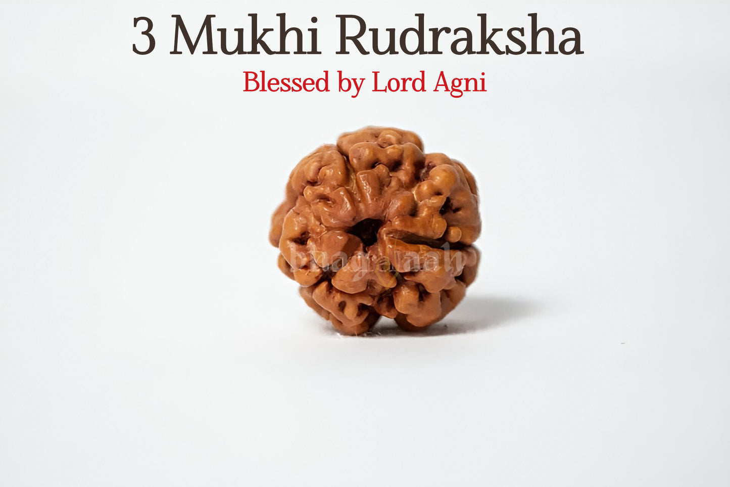 3 मुखी रुद्राक्ष 🔥 3 मुखी रुद्राक्ष के साथ अपने आत्मविश्वास और रचनात्मकता को प्रज्वलित करें! 🌟