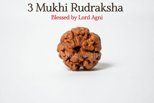 3 मुखी रुद्राक्ष 🔥 3 मुखी रुद्राक्ष के साथ अपने आत्मविश्वास और रचनात्मकता को प्रज्वलित करें! 🌟