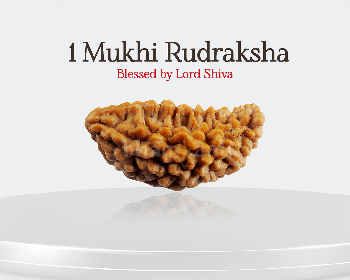 1 मुखी रुद्राक्ष (शिव के और करीब जाएँ 🕉️)