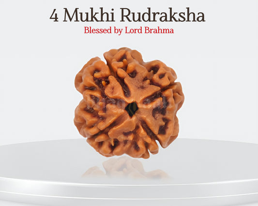 Nepali 4 Mukhi Rudraksha |  Knowledge & Concentration