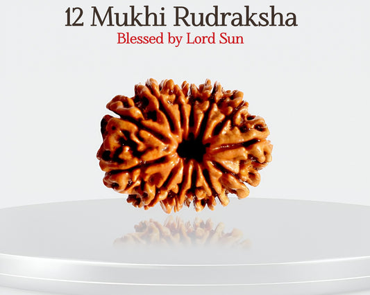 12 मुखी रुद्राक्ष ☀️ चमकें और आत्मविश्वास के साथ नेतृत्व करें! 🌟