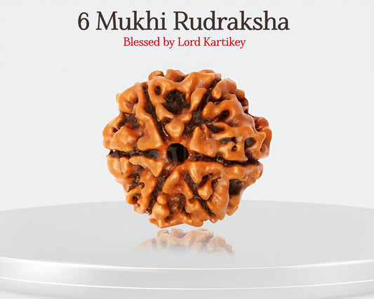 Nepali 6 Mukhi Rudraksha | Creativity & Love Life