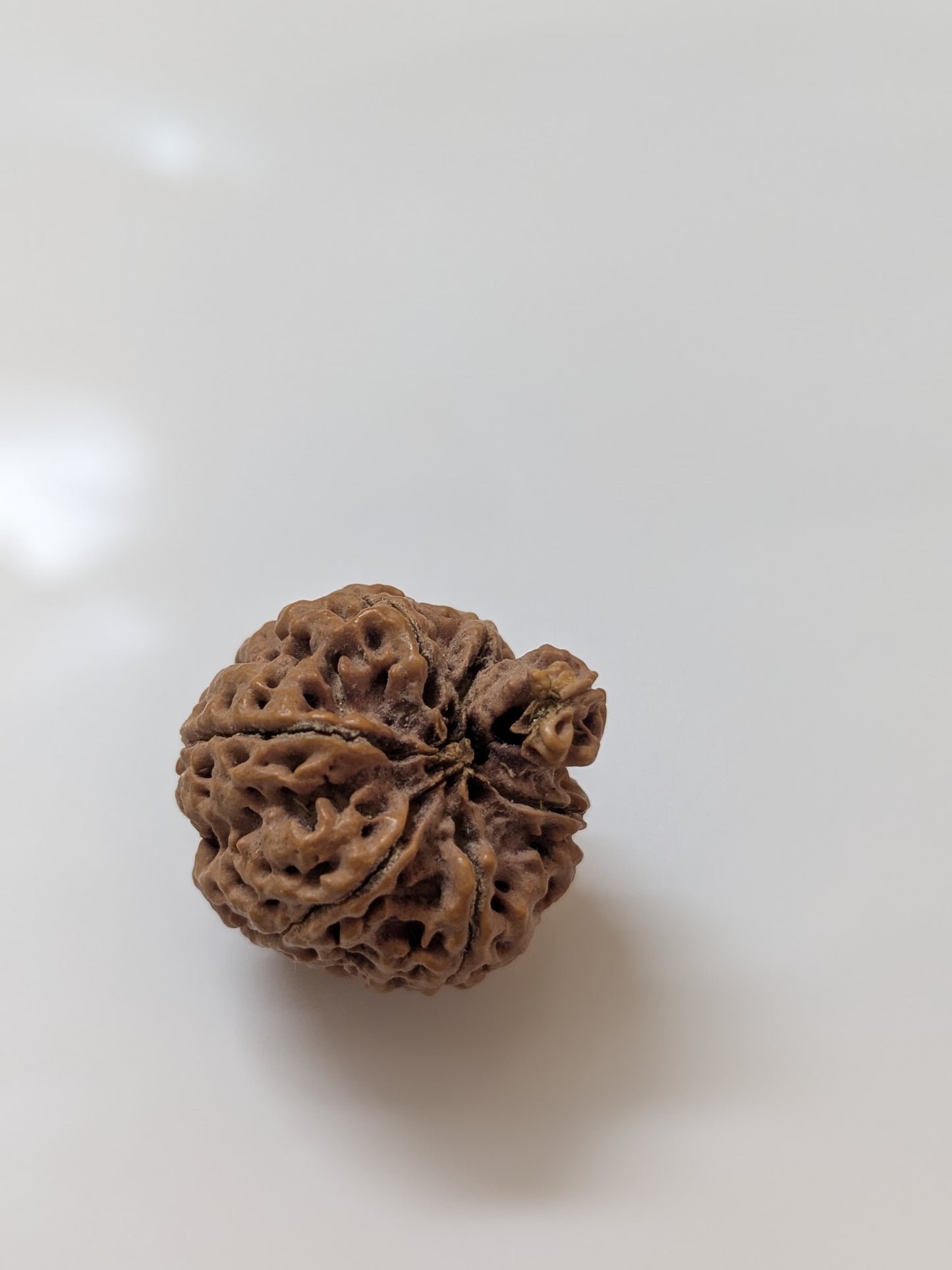 Nepali 6 Mukhi Ganesha Rudraksha | Charm & Prosperity | 25mm+