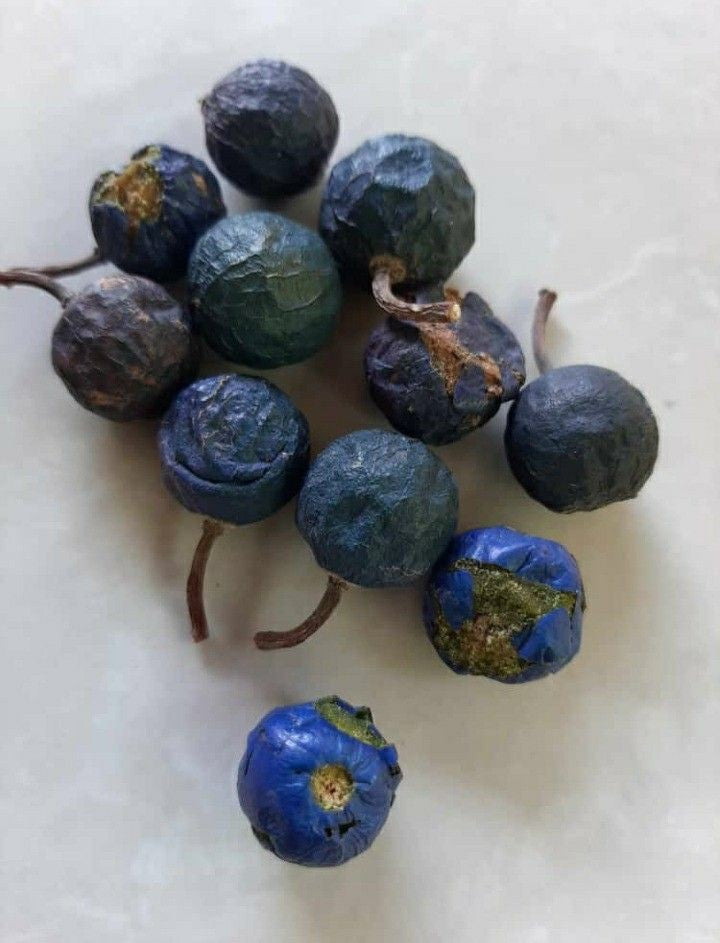 Rudraksha Raw Fruit