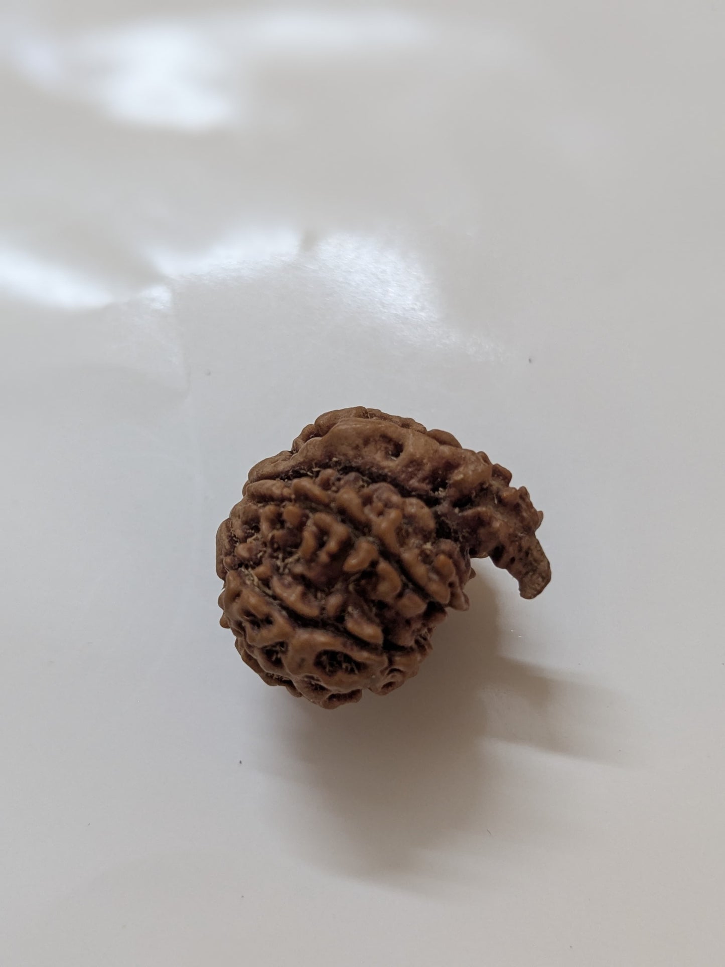 Nepali 7 Mukhi Ganesha Rudraksha | Fortune & Wealth | 22mm+